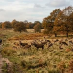 Ultimate Richmond Park Deer Trails Guide, Southwest London