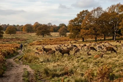 Ultimate Richmond Park Deer Trails Guide, Southwest London