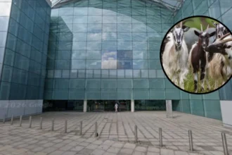 Hackney Office Ritual Sacrifice Investigation: Live Goat Dragged Inside, London 2026