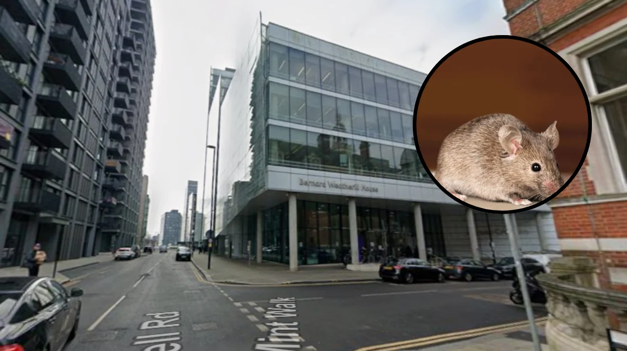 Mice and Cockroaches Overrun Council Homes: Croydon 2026
