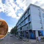 Hackney Resident Form Extraordinary Bond Saving Injured Fox 2026