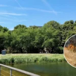 London Park BBQ Bans Tighten Amid Extreme Wildfire Risk London 2026
